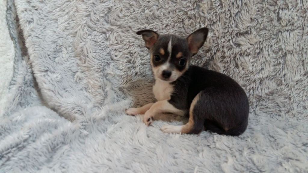 Laurence Craveiro Lopes - Chihuahua - Portée née le 03/05/2019